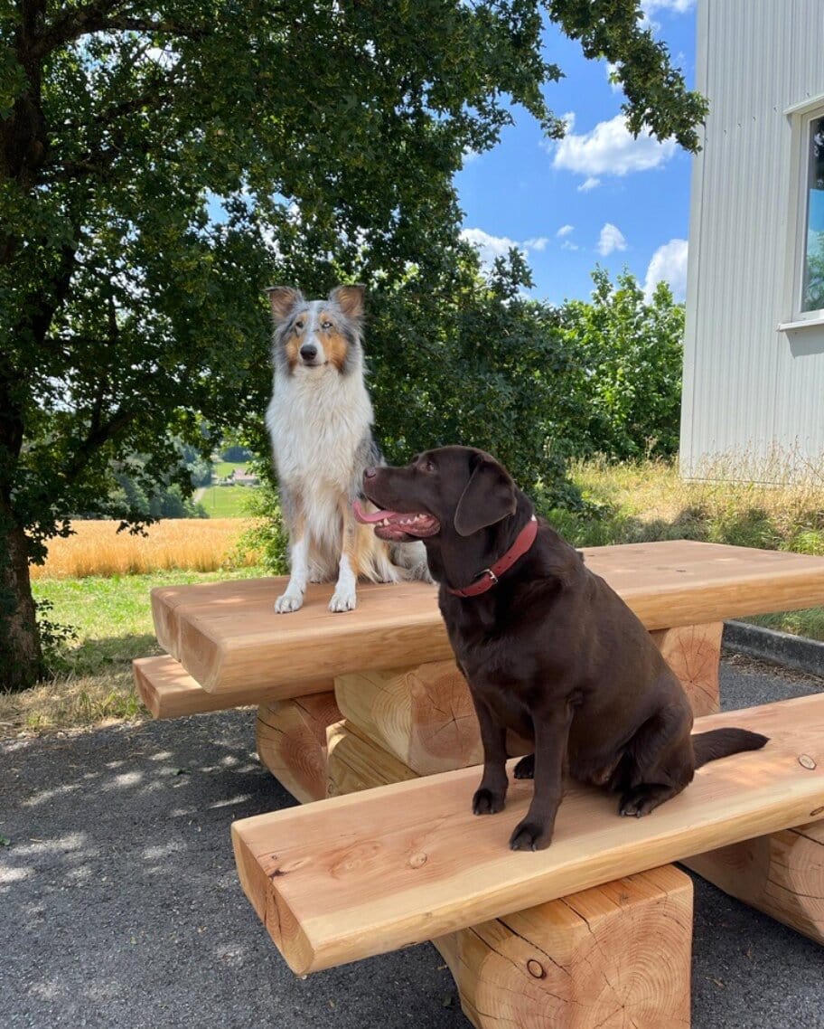 Two dogs are sitting on a wooden bench outdoors, surrounded by trees and a meadow. A collie and a brown Labrador.